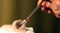 zoo orlosup bradatý mládě
